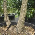 quercus suber - 2