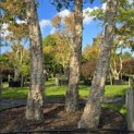 Quercus Suber - 2