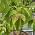 Cornus kousa 'Norman Hadden' - 1