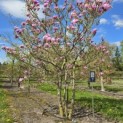 Magnolia 'Susan' - 2