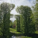 Carpinus betulus - 3