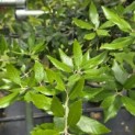 Quercus ilex - 5