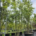 Quercus ilex - 4