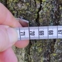 Tilia cordata 'Oldenbelt' - stamomtrek januari 2025