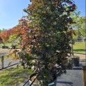 Acer plat. 'Crimson King' - 3