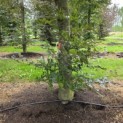 Fagus sylvatica 'Atropunicea' - blad in de schaduw kleurt naar groen