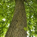 Liquidambar styraciflua - 1