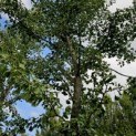 Ginkgo biloba - Foto 2