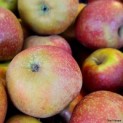 Malus domestica 'Rode Boskoop' - Afbeelding Goudreinet