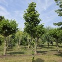 Magnolia 'Susan' - Foto 1
