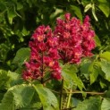 Aesculus x carnea 'Briotii' - 2