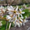 Amelanchier lamarckii - Afbeelding 2