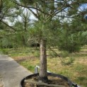 Pinus nigra 'Nigra' - 1