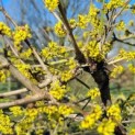 Cornus mas, gele kornoelje