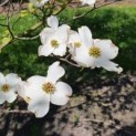Cornus Florida 'Rainbow'