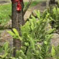 Taxodium distichum 'Peve Minaret' - Foto 4