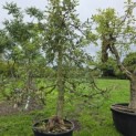 Malus domestica 'Jonagold' - 1