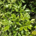 Quercus ilex - 5