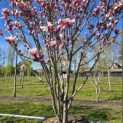 Magnolia 'Soulangeana' - Foto 7