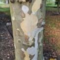 Platanus x hispanica - Afbeelding 897