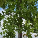 Ziziphus 'Jujuba' - Foto 1
