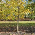 Tilia x europaea 'Euchlora' - najaar 2025