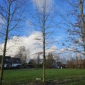 Fagus sylvatica 'Atropunicea' - 3