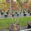 Prunus serrulata 'Royal Burgundy' - 4