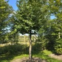 Castanea sativa - 3