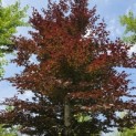 Fagus sylvatica 'Atropunicea' - mei 2026
