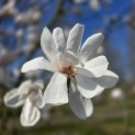 Magnolia loebneri 'Merrill' - 6