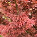 Acer palmatum 'Jerre Schwartz' - Foto 7