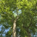 Gleditsia triacanthos ‘Inermis' - 5