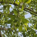 Amelanchier lamarckii - 2