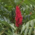 Rhus typhina - 2