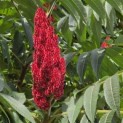 Rhus typhina - 3