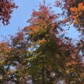 Fagus sylvatica 'Atropunicea' - 3