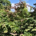 Parrotia persica - 3