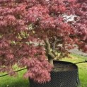 Acer palmatum 'Garnet' - 3