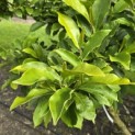 Magnolia 'Susan' - 3