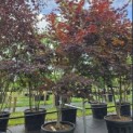 Acer palmatum 'Bloodgood' - Foto 5