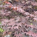 Acer palmatum 'Bloodgood' - Foto 4