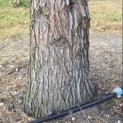 Sequoiadendron giganteum - 4