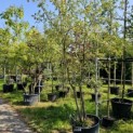 Quercus Pubescens - 1
