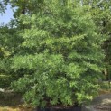 Quercus phellos - Foto 1
