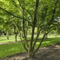 Zelkova serrata - 1