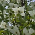 Cornus kousa 'Milky Way' - Foto 8
