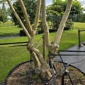Heptacodium miconioides - Foto 2
