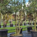 Quercus ilex - 2