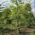 Carpinus betulus - 6